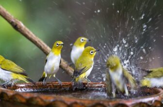 What Types of Bird Baths Are Best for Pet Birds?