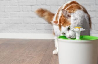 What Are the Benefits of Cat Fountains Over Traditional Water Bowls?