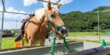 What Are the Best Types of Horse Feed and Supplements?